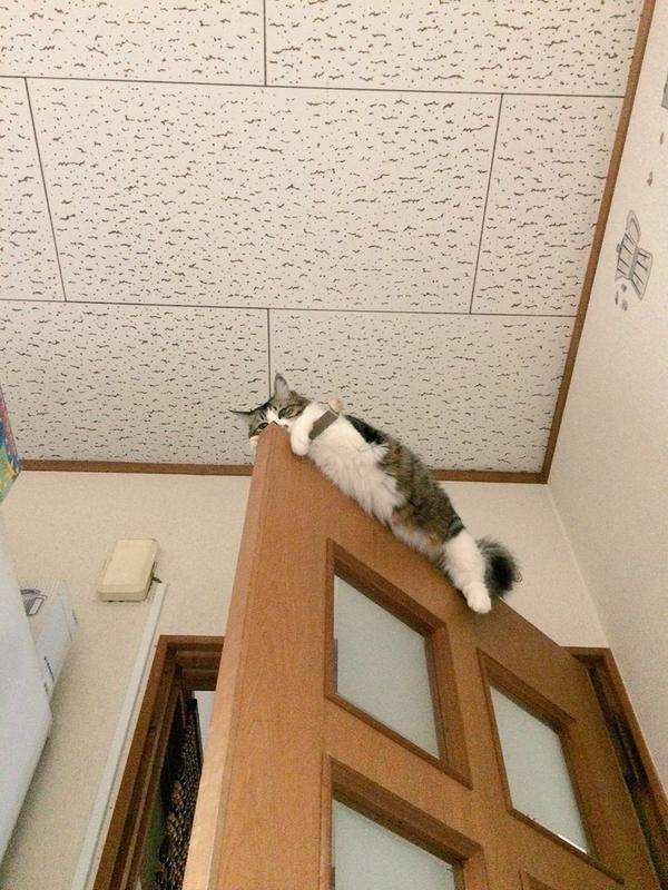 愛猫目線で書き込むトピ
