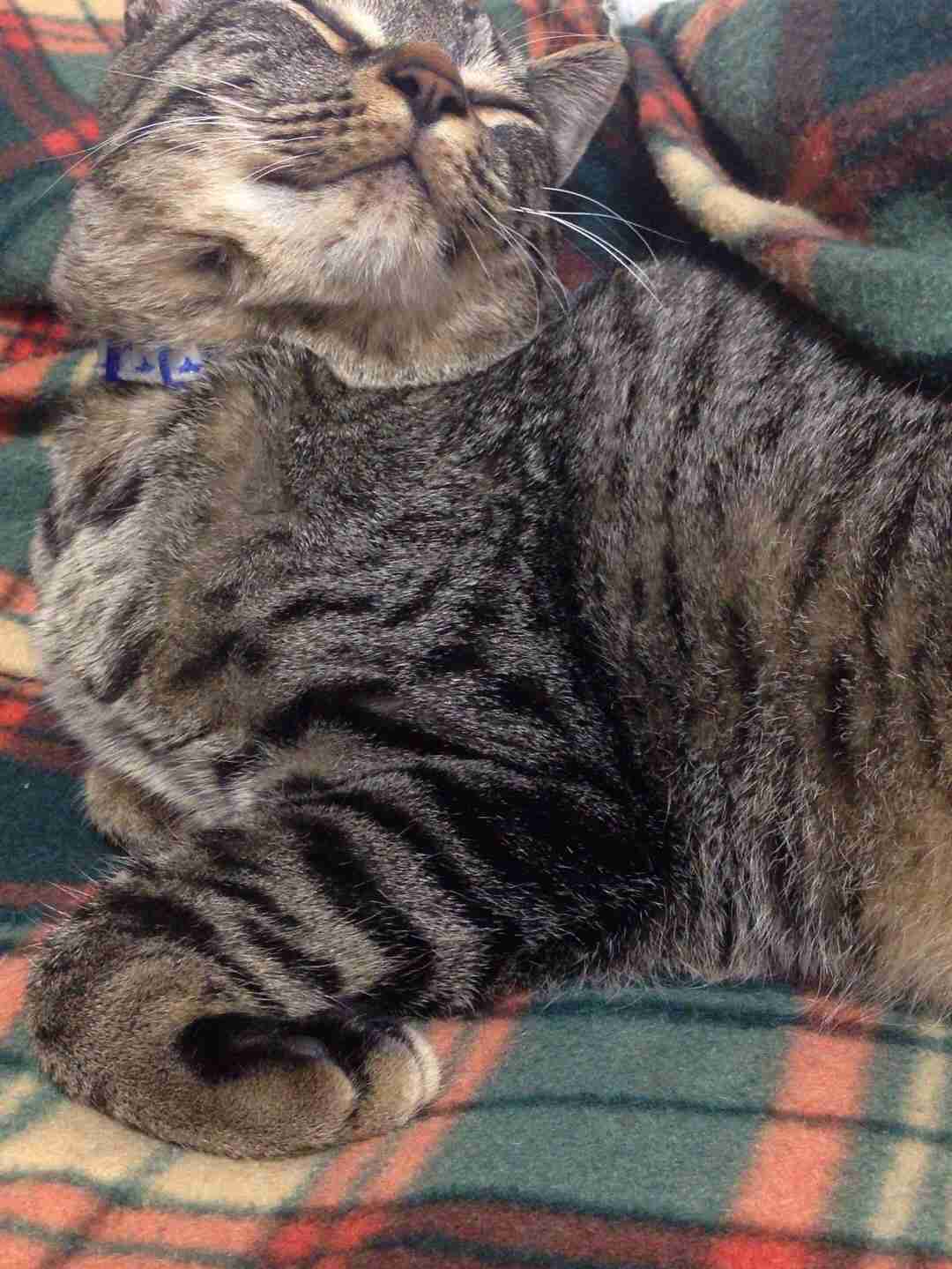 愛猫目線で書き込むトピ