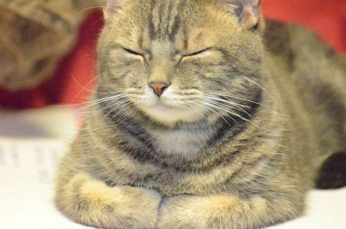 愛猫目線で書き込むトピ