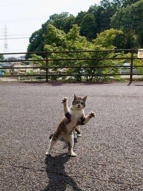 愛猫目線で書き込むトピ