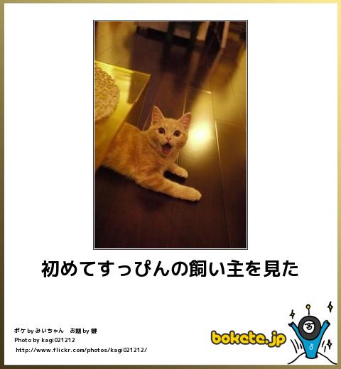 愛猫目線で書き込むトピ