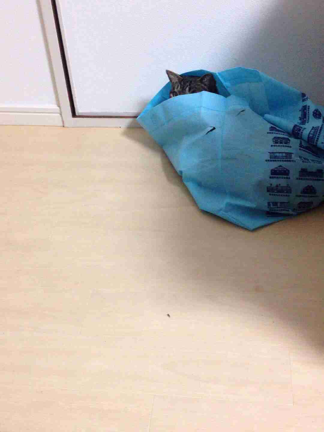 愛猫目線で書き込むトピ