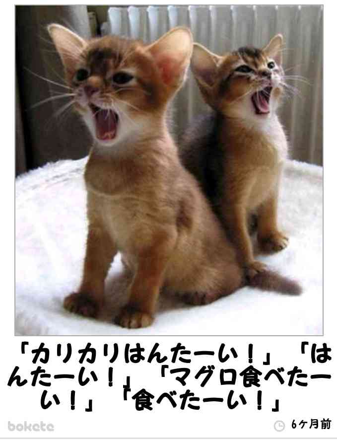 愛猫目線で書き込むトピ