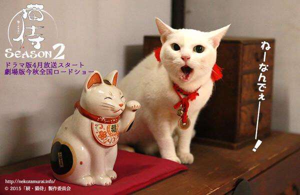 「猫侍」が好きな人語りましょう