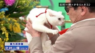 「猫侍」が好きな人語りましょう