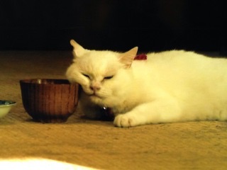 「猫侍」が好きな人語りましょう