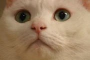 「猫侍」が好きな人語りましょう