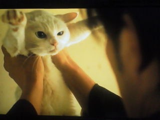 「猫侍」が好きな人語りましょう