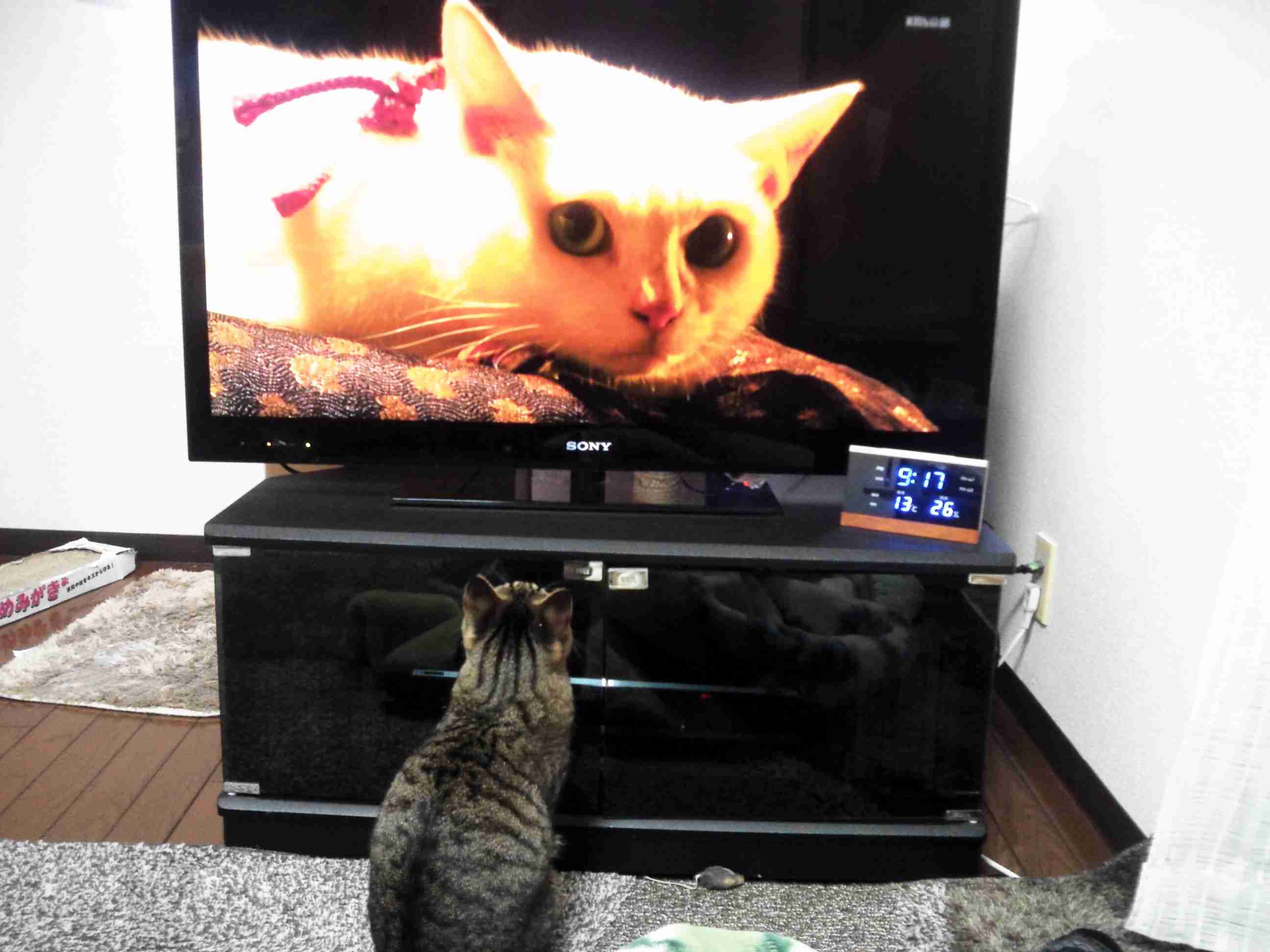 「猫侍」が好きな人語りましょう