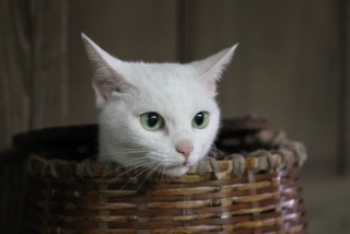 「猫侍」が好きな人語りましょう