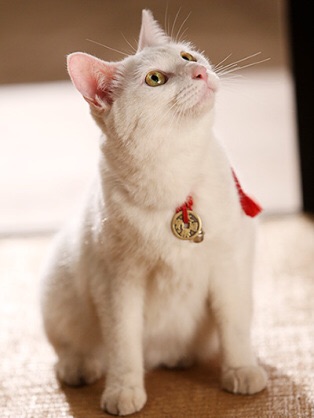 「猫侍」が好きな人語りましょう