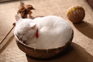「猫侍」が好きな人語りましょう