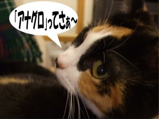 アナログ派のひと!
