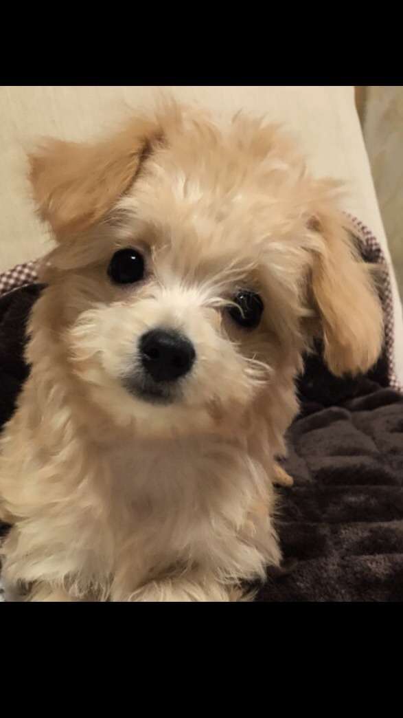 だれかの盲目ファン集まれ！