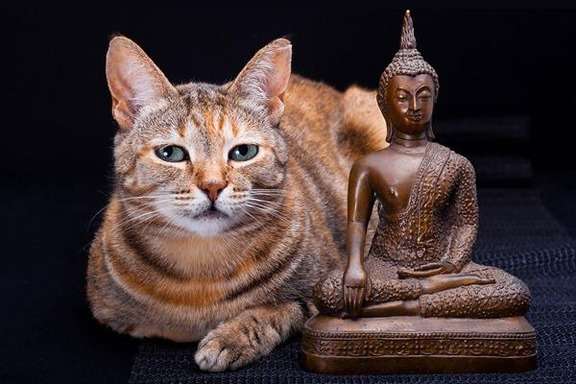 意外と良く合う。仏像と猫のツーショット光景「仏猫」