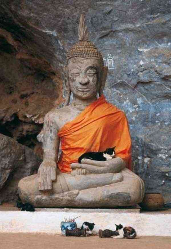 意外と良く合う。仏像と猫のツーショット光景「仏猫」