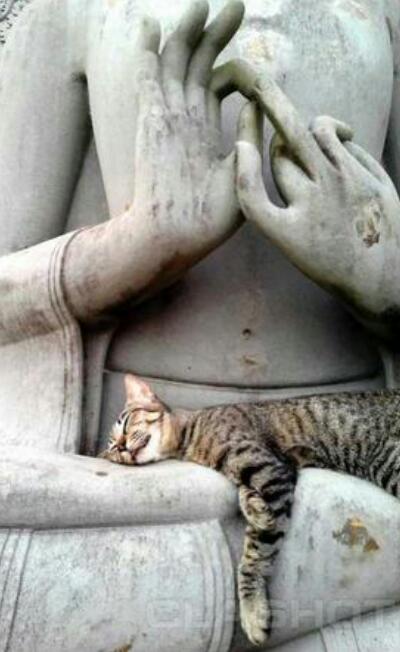 意外と良く合う。仏像と猫のツーショット光景「仏猫」