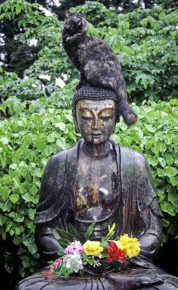 意外と良く合う。仏像と猫のツーショット光景「仏猫」
