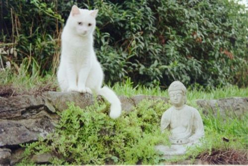 意外と良く合う。仏像と猫のツーショット光景「仏猫」