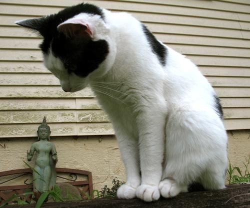 意外と良く合う。仏像と猫のツーショット光景「仏猫」