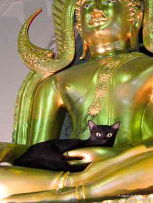 意外と良く合う。仏像と猫のツーショット光景「仏猫」