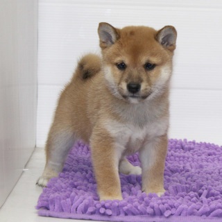 動物関係のお仕事についてる方