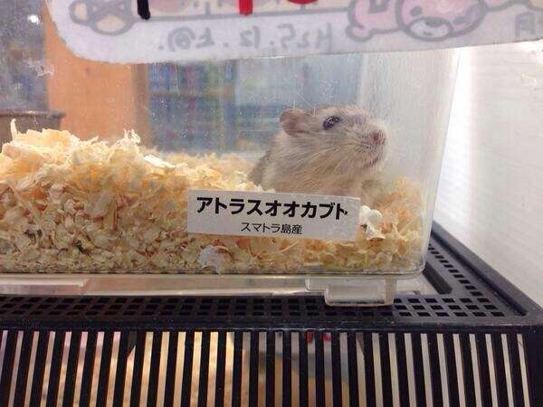 【今年に入ってから】なんとなく保存した画像。