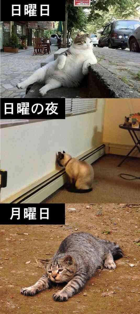 【今年に入ってから】なんとなく保存した画像。