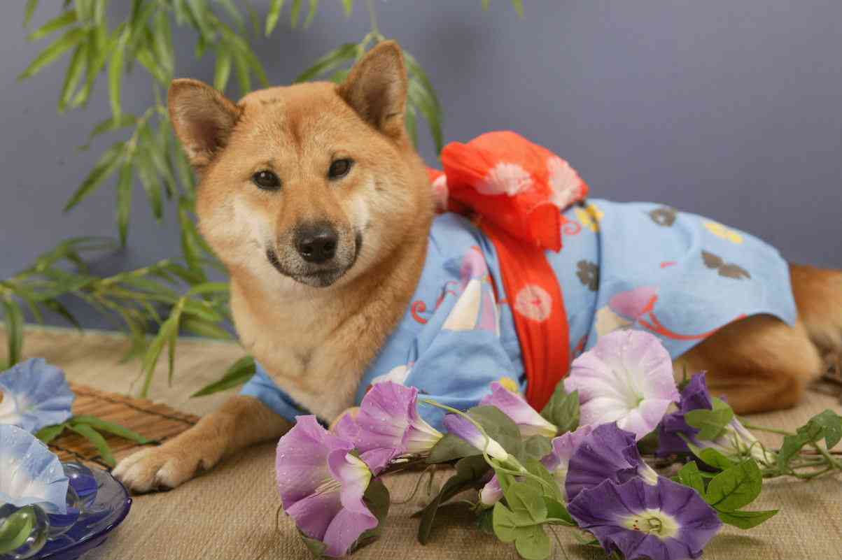 今年はどんな浴衣きますか?