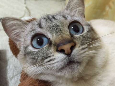 皆さんの自慢のペット