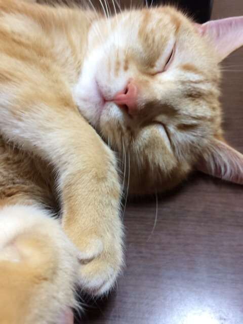 皆さんの自慢のペット