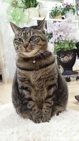 皆さんの自慢のペット