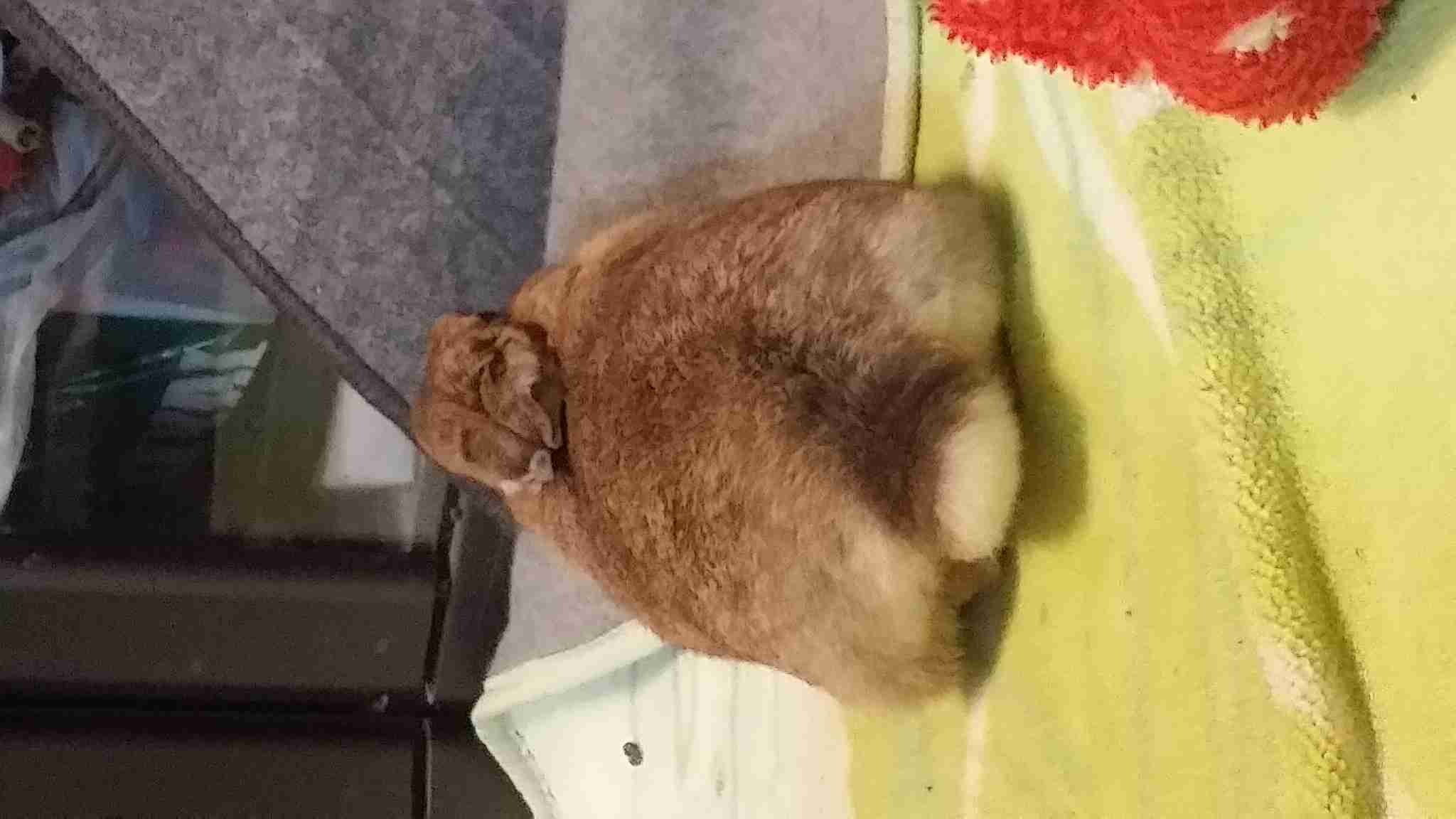 皆さんの自慢のペット