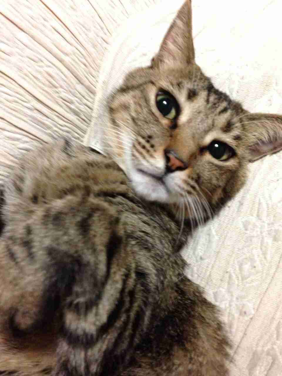 皆さんの自慢のペット