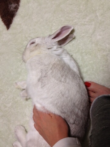 皆さんの自慢のペット