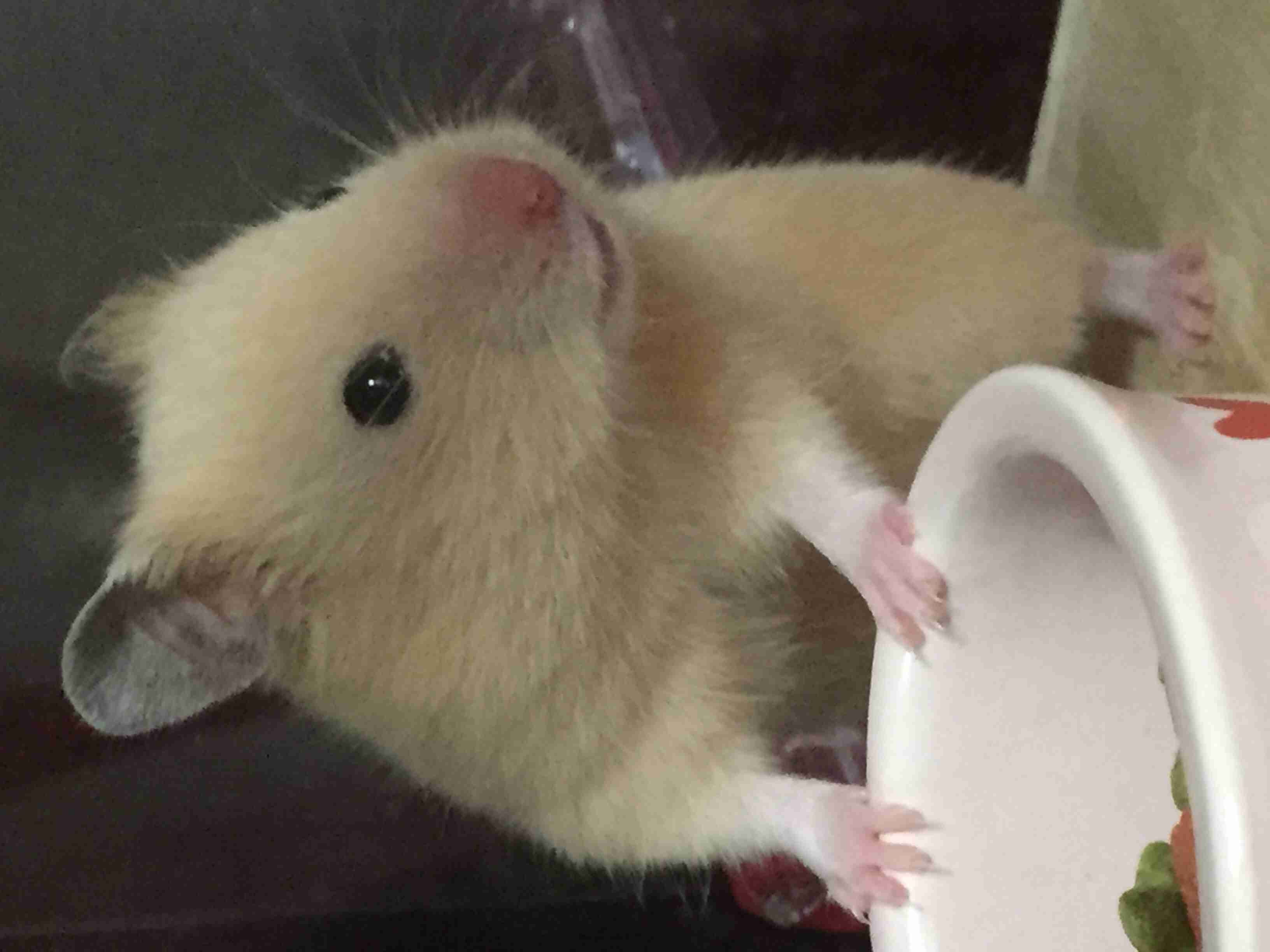 皆さんの自慢のペット