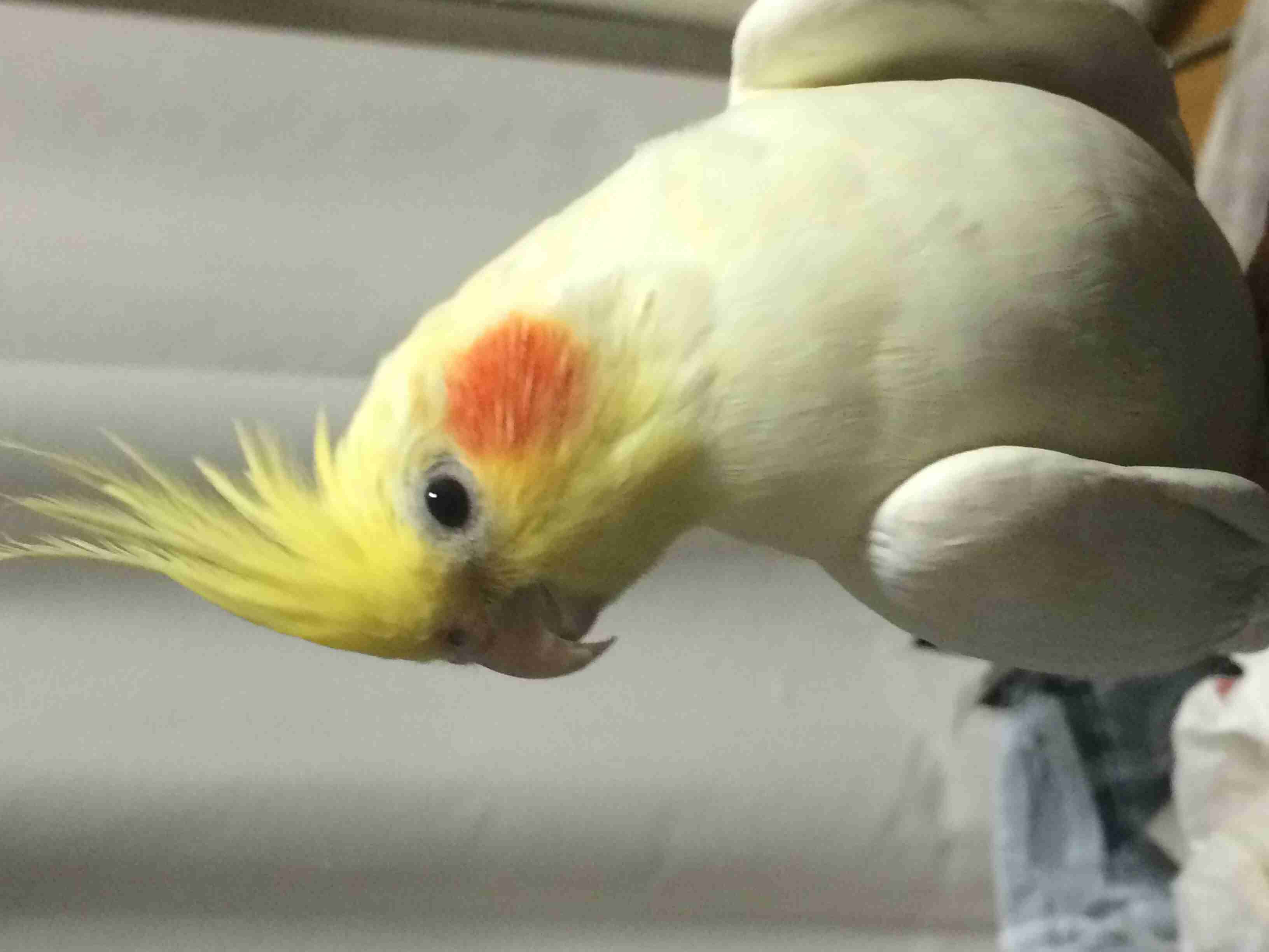 皆さんの自慢のペット