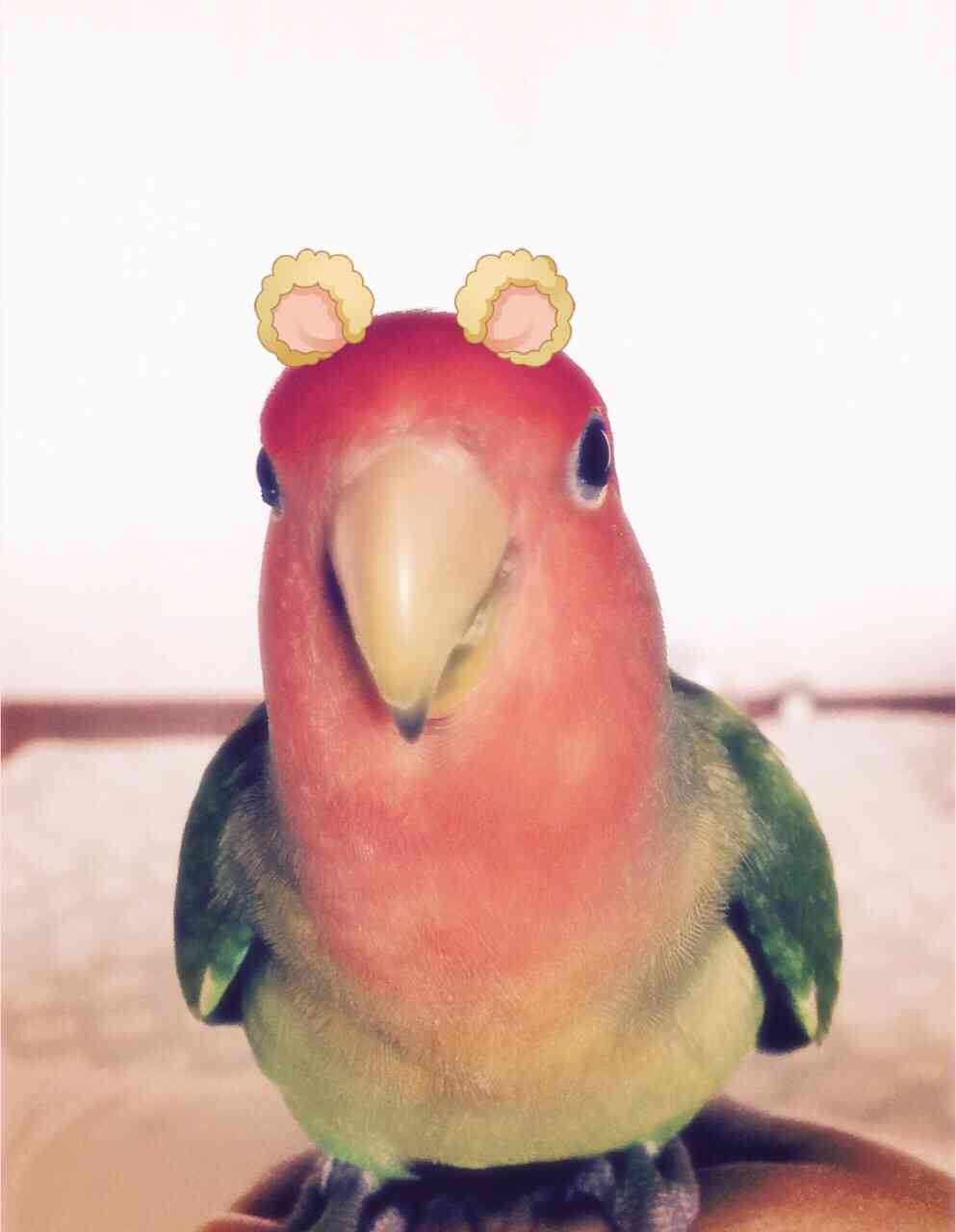 皆さんの自慢のペット