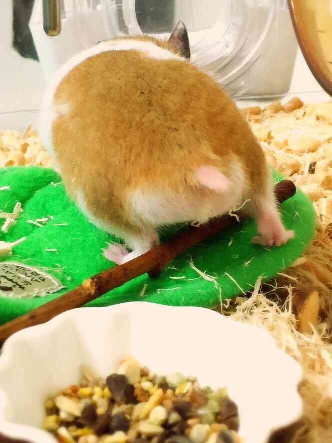 皆さんの自慢のペット