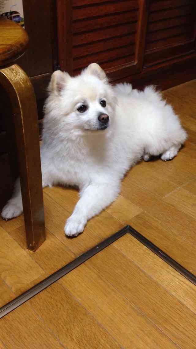 皆さんの自慢のペット