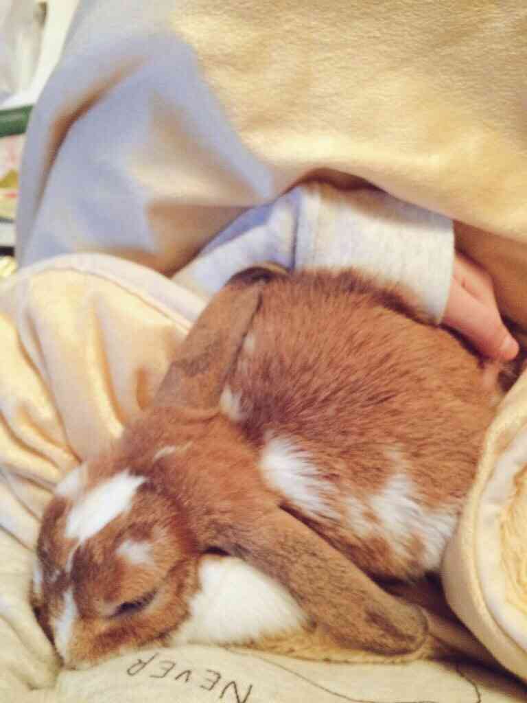 皆さんの自慢のペット