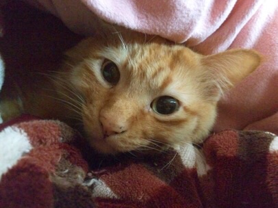 皆さんの自慢のペット