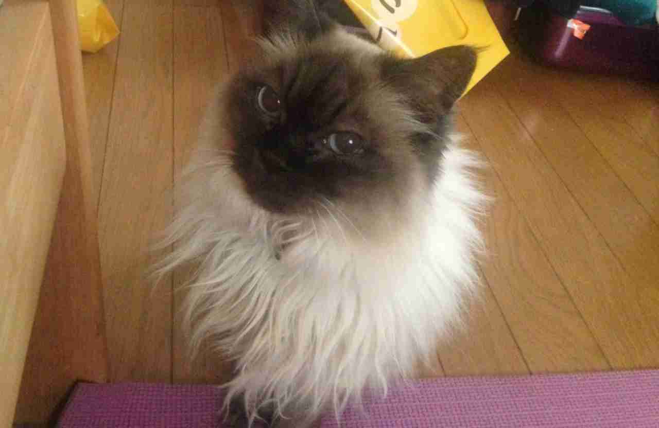 皆さんの自慢のペット