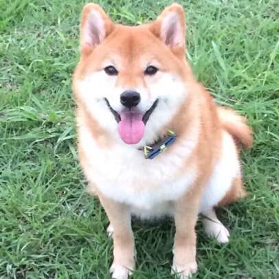 皆さんの自慢のペット