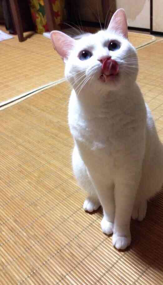 皆さんの自慢のペット