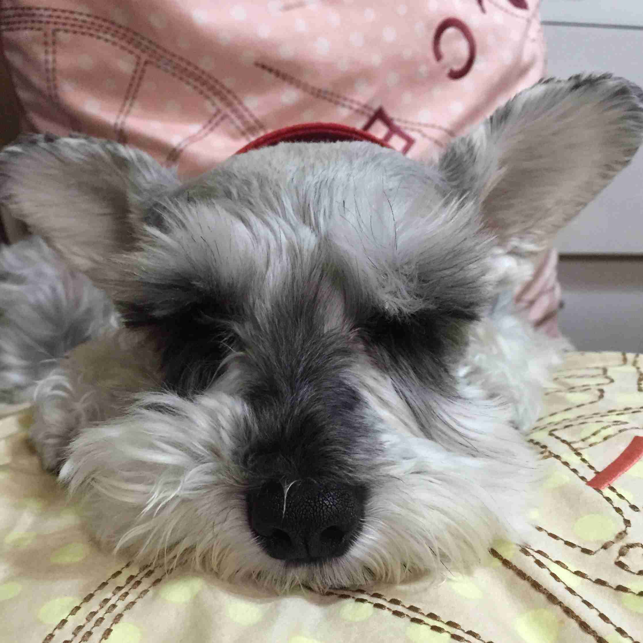 皆さんの自慢のペット