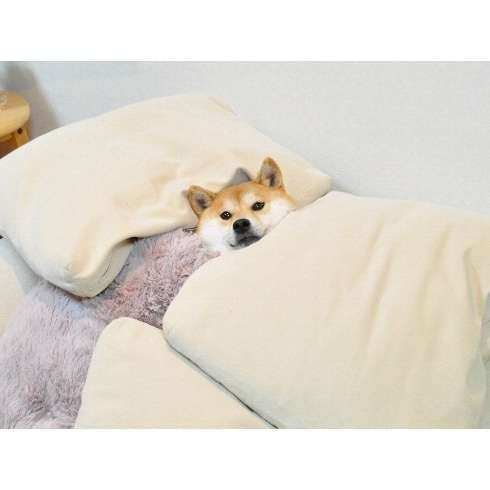 感傷にひたるトピ