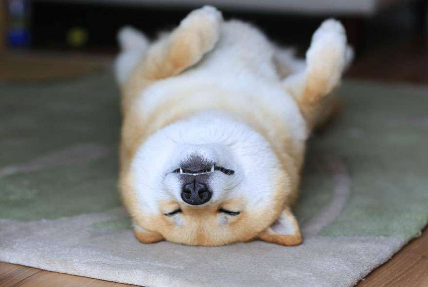 感傷にひたるトピ