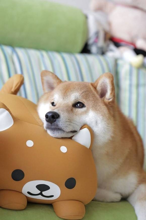 感傷にひたるトピ