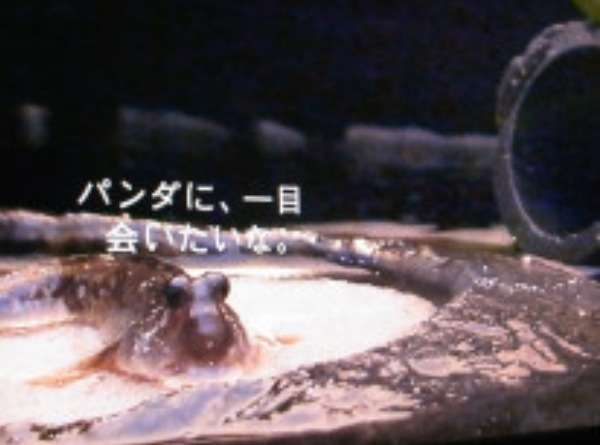 Eテレあるある